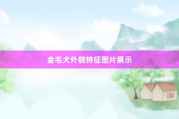 金毛犬外貌特征图片展示